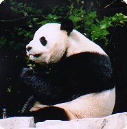 a panda named Tian Tian
